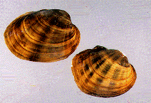 orionMusselBed